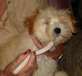 havanese skin problems basic havanese puppy grooming havanese fanciers of canada havanese skin problems basic havanese puppy grooming havanese fanciers of canada